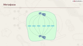 Видеоурок "Жизненный цикл клеток. Митоз "