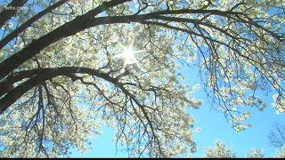 No one likes the Bradford Pear trees