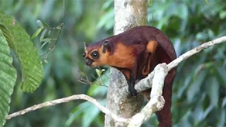 Red Giant Flying Squirrel Sepilok