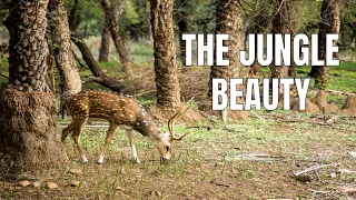 Indian Wildlife HD | Ranthambore National Park | Relaxing Jungle Sounds