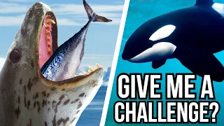 3 Top Predators That Are Taken Out By Orcas