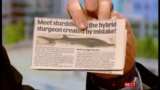 Hybrid 'Sturddle' fish created by mistake (Hungary) - BBC News - 29th July 2020