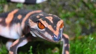 Japanese Cave Gecko (Goniurosaurus orientalis)