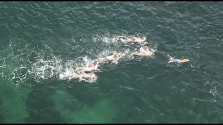 Shark Island Swim 2024