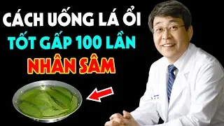 Cứ Uống Lá Ổi Theo Cách Này Bổ Hơn 100 Lần Nhân Sâm Hàn Quốc, Cực Tốt Cho Sức Khỏe