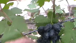 Сорт винограда "Наместник" - сезон 2019 # Grape sort "Namestnik"