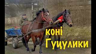 🔥КОНІ  ГУЦУЛИКИ 🔥 horse #коні #гуцули