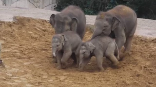 Asiatische Elefanten Zoo Hannover