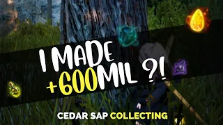 Life Of A Shai #39: Cedar Sap At The Kaia Mountaintop - Black Desert Online