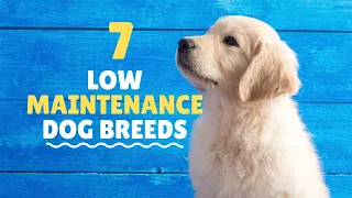 Low Maintenance Dogs For Busy Owners