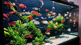 Incredible Rainbowfish River Tank | Most Beautiful Rainbowfish Aquarium