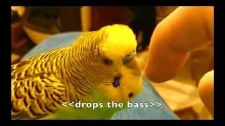 Talking Parakeet (Budgie) Talks Nonstop!! [Captioned]