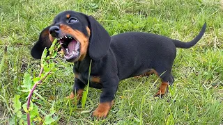 Morning walk with mother and daughter dachshund.