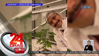 Paggamit ng "medical marijuana" para sa ilang sakit, isinusulong ni Sen. Padilla | 24 Oras