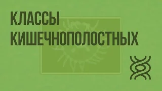 Классы кишечнополостных. Видеоурок по биологии 7 класс