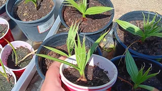 Washingtonia Filifera update (California fan palm)