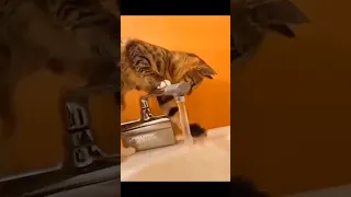 Best Funny Animal Videos Of The 2021-2022 try not to laugh 🤣 🤣 #shorts #animals #cat #dog #funny