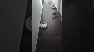 Little Cat Gets Scared of Robotic Vacuum Cleaner - 1333298