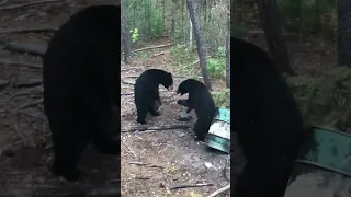 INCREDIBLE Bear Fight! | Rocky Mountain Antlers