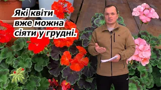 Які квіти можна сіяти вже у грудні- з нашого досвіду.