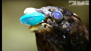 Young Male Bower Birds Pretend To Be Female To Steal From Robotic Spy Bird!