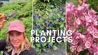 A trio of planting projects 🌿 Beautiful groundcover, bulletproof evergreen, perennial from seed