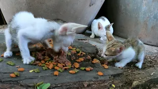 This family have two kitten they are very hungry