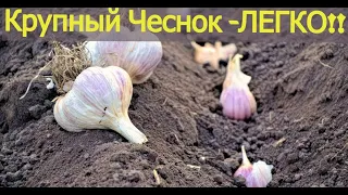 Крупный чеснок  ЛЕГКО. 3 Нюанса посадки озимого чеснока.