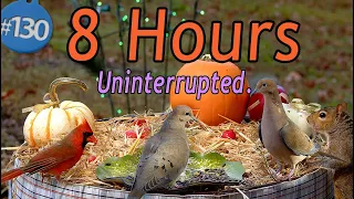 TV for Cats 😻 8 Hours of Song Birds 🐦 Squirrels 🐿Uninterrupted CatTV Autumn Fall Thanksgiving Show