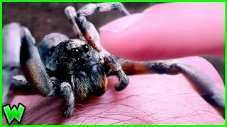 The Process of Making Friends with a Wolf Spider