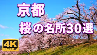 【4K 京都の桜🌸名所30選】絶景の名所2023