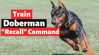 How to Train your Doberman dog to Come when Called (Recall Command)