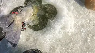 The BIGGEST CATFISH Ever Caught THROUGH THE ICE?!? (Possible Record)