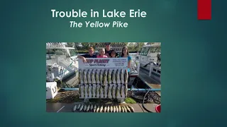 Is the Lake Erie Yellow Perch Heading Toward Extinction?