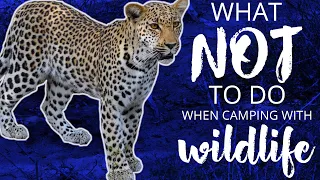 What NOT to do when camping with wildlife