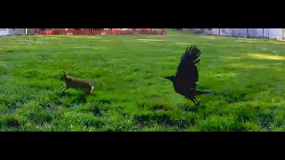 Crow Attacks Rabbit