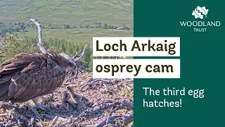 Third osprey chick hatches at Loch Arkaig