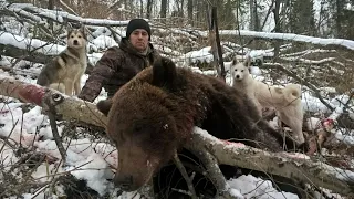 Пять дней охоты на медведя по первому снегу