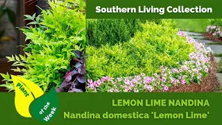 LEMON LIME NANDINA | Nandina domestica 'Lemon Lime' | Southern Living Collection