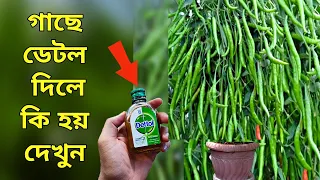 গাছে ডেটল দিলে কি হয় দেখুন - Unknown Uses of dettol - গাছে ডেটলের ব্যবহার - গাছের পরিচর্যা