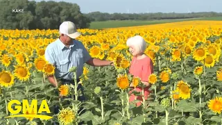 Man plants 1.2 million sunflowers to surprise wife | GMA