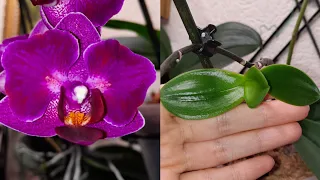 Божественно!!! Орхидея бабочка Phalaenopsis Morelia)  Orchids