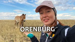 Wild steppes of Europe/Asia border and Przewalski’s horses | Orenburg, Russia