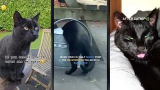 Black Cat Compilation 🐈‍⬛ Funny Cats 😹