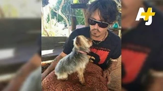 Australia Threatens Johnny Depp Dogs