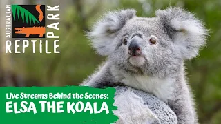 LIVE WITH ELSA THE KOALA | AUSTRALIAN REPTILE PARK