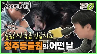 웅담 채취 사육 곰 청주동물원에 입원하다! 청ZOO멘터리