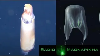Rare Squid Filmed Alive For First Time, New Comb Jelly Discovered | Radio Magnapinna
