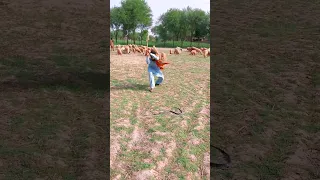 snake killing Short