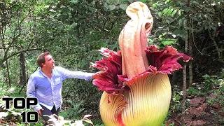 Top 10 Terrifying Plants You Won't Believe Actually Exist